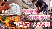 “红火蚁”入侵家园，小伙用两种秘方，跟蚂蚁永远说拜拜