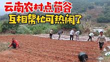 云南阿妹家开春点苞谷，亲戚朋友全都来帮忙，农村人就是这么朴实