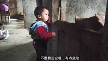 小白带浩宝去叔叔家碾米，孩子第一次看到“黑野猪”吓得拔腿就跑