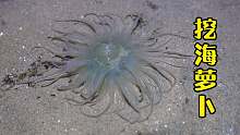 大潮来了，小崔挖到比手掌还长的大海葵，还意外捡到大河豚！