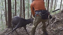 【日本狩猎生活V-log＃11】在家后面活捉一直巨大的雄鹿/家の裏で巨大なオス鹿を生け獲りしました