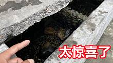 把两个田螺丢进小水池养，一年后打捞，意外收获了惊喜