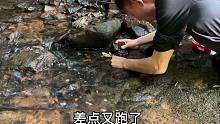 山里小溪资源丰富，小伙抓的啥土货，一只接一只的哇哇大叫