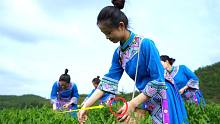 实拍：贵州大山里的采茶妹，配上刘三姐这首歌让人陶醉