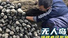 赶海无人深水“海螺岛”数量恐怖辣螺大面积繁殖，看得头皮发麻