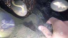 晚上潜水抓鱼效率真不错，一条比一条大，小伙赚大了