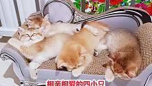 60块钱猫沙发躺着两万元的金豆子？超萌！最黏人最能吃的却是它