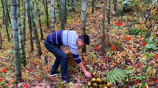 小伙进山挖冬笋，在竹林里意外发现一种值钱的果子，高兴坏了
