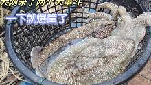 彪哥外海放大网抓大货，捕到两个大墨斗要超过十斤，两个就爆筐了
