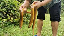 大黄鳝这样吃才叫爽，一人吃着3条，越吃越想吃