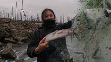 渔妹地笼收获惨淡，却在养殖户排水口发现烂网，扯起来大货捡不停