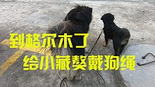 第一次给小藏獒戴狗绳，小家伙非常抗拒想挣脱