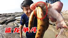 阿灶赶海盘坑抽到“狗窝”，遇鲨龙争斗紧咬不放，难得一见的奇观