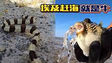 《环球探岛记》埃及~第17天：我在红海赶海时看到了，剧毒的海蛇、吐水的河豚、坚强的鳗鱼！