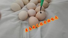 孵小鸡后期很重要，农村小伙这样处理，会了吗？
