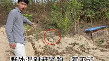 乱葬岗发现2米长野货，抡起棍子跑前一看，摄影师说是有毒的那种