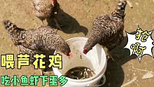 母鸡下蛋很给力！阿金奖励芦花鸡，搞来两斤小鱼小虾个田螺