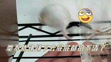 20块买来瘦弱成人鼠的日常——不越狱但会跳楼的仓鼠