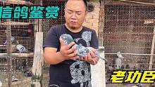 农村简易的鸽棚，好赛鸽却不少，带大家欣赏下这只“功臣”信鸽