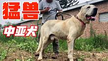 世界十大猛犬之一，中亚牧羊犬，英勇无畏战斗力强，守护护卫犬
