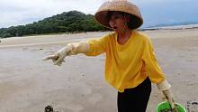 阿渔妹提着胶桶抓沙蟹，前方沙滩突然钻出几万只，什么情况