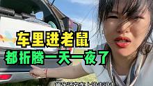 床车露营遇到老鼠？女司机被吓得不敢睡觉，半夜找牧民大哥求助