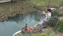 野钓：浓密的水葫芦下真藏鱼，大货不停上钩，鱼口太猛了