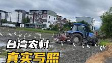 实拍：台湾农民的真实写照，野鸟成群泛滥