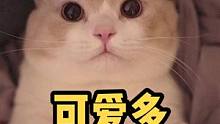 比猫草方便，也不怕不爱吃了#猫 #可爱 #治愈