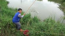 阿才用蚕虫池塘打窝后开钓，鲳鱼群狂来咬钩，一杆接一杆甩到手软