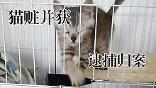 现场抓捕一只猫咪坏蛋
