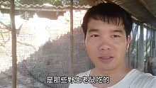 翻稻草发现野生老鼠，用棍子打不死它竟刨洞咬死荷兰猪，报复性太强