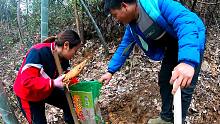 带上新买的挖冬笋神器，带上女子军进山，这冬笋果然是手到擒来