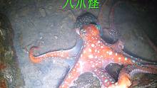 阿平赶海抓获漂亮的八爪鱼，还遇到了神奇的海葵和黑色的小螃