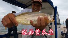 阿杰出海人品大爆发，钓获被誉为海中黄金的大黄鱼，粉丝直接买走