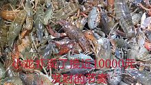 小龙虾1个地笼半筐虾，500斤虾卖了接近10000元，发财的节奏