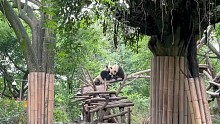 panda