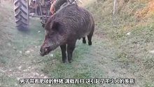 主人带自家土狗上山抓野猪，不料野猪没抓到，还差点让野猪给抓了