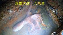 阿平赶海遇见青蟹大战八爪鱼，之后又抓了各种稀奇古怪的漂亮海鲜