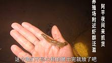养殖场附近虾群泛滥，阿平天黑悄悄来赶海，巧抓小澳龙，却要放生