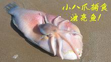 沙滩赶海就是爽，海浪冲上来好多海货，阿平又撞见八爪鱼在吃大鱼