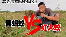小伙脑洞大开，用一根棍子把黑蚂蚁与红火蚁连在一起，看谁最凶猛