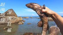 赶海发现大场面，碰到鲨鱼群捕食八爪鱼，被阿平一举拿下，够刺激