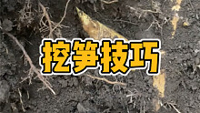 我的挖笋技巧分享给你，但切记不可随意破坏！