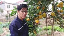 农村菜园里种的脐橙丰收了，把小伙高兴坏了，走近一看竟然不是