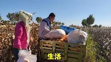平平帮小凯家掰玉米，小凯给平平按摩揉肩，幸福就是两人共同努力