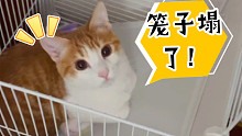 拼夕夕购入的笼子塌了，小橘猫一脸无措，拍完视频，主人又安笼子去了