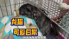 又是可爱的小猫猫