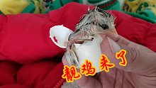 鸡蛋里有骨头？农村小伙还挑出小鸡，用了20天时间