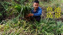 山间小溪里的植物大有用处，小伙用石菖蒲鱼池造景，既省钱又好看